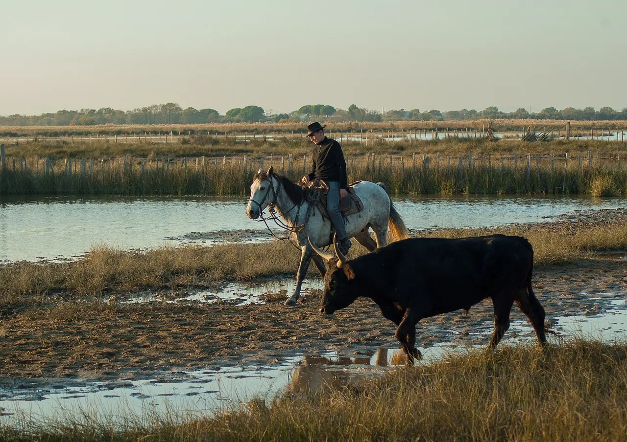 Camargue