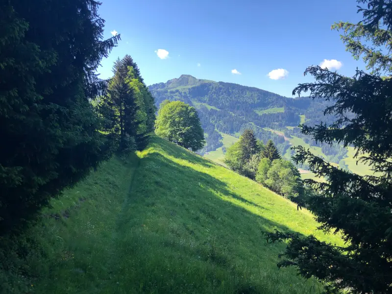 bois des têtes