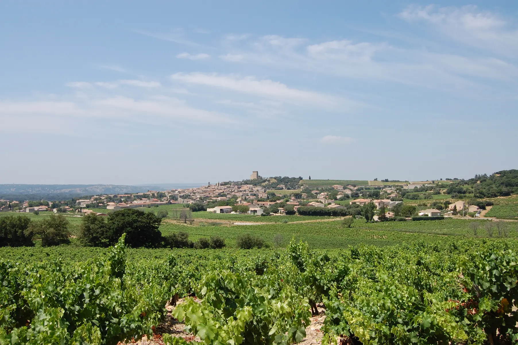 Les vignes de Châteauneuf du Pape