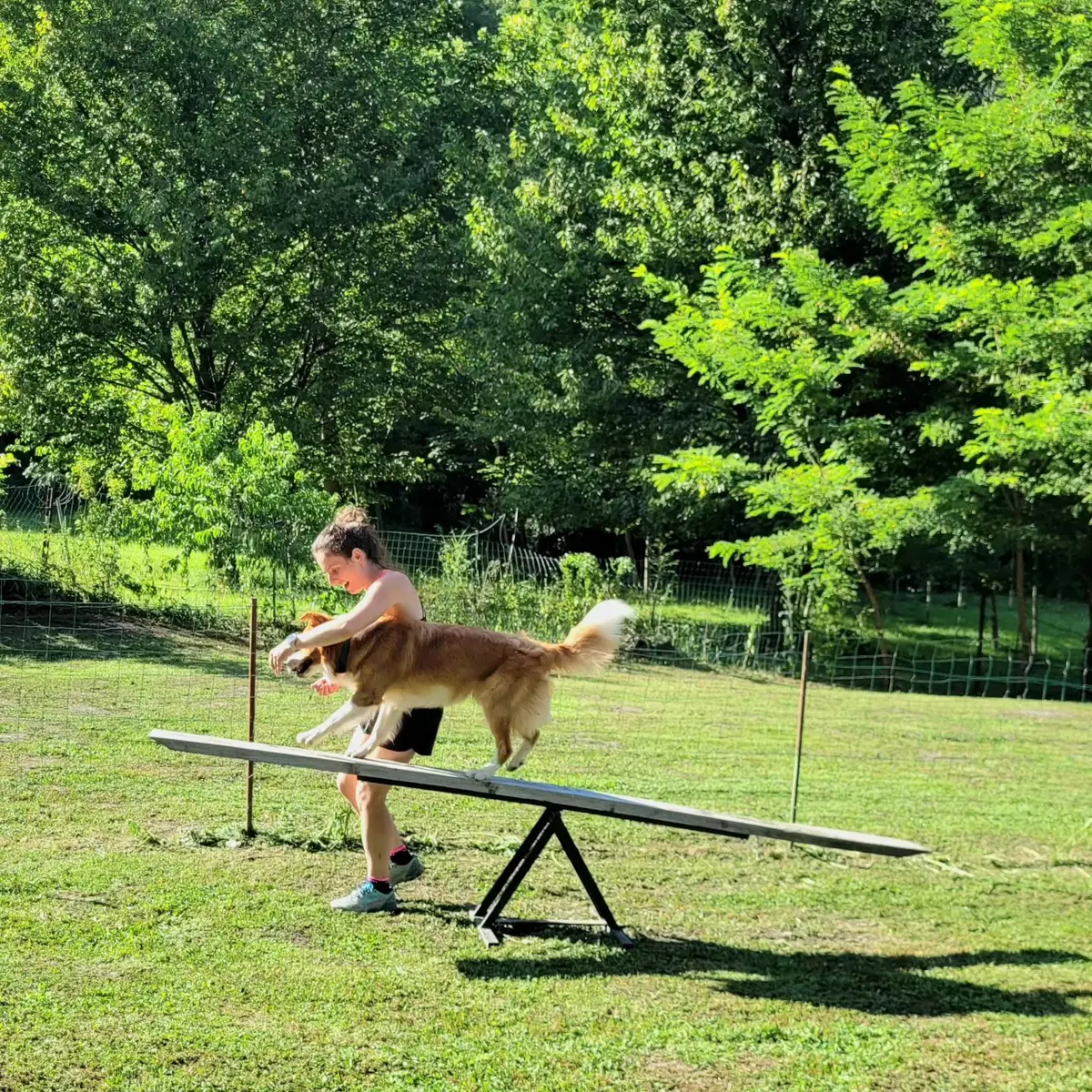Chien sur une parcours d'agilité