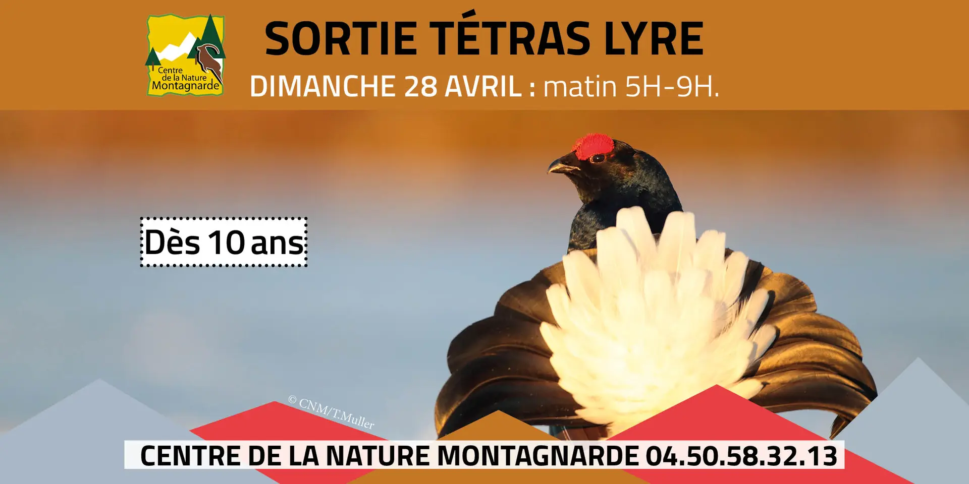 Affiche sortie tétras lyre