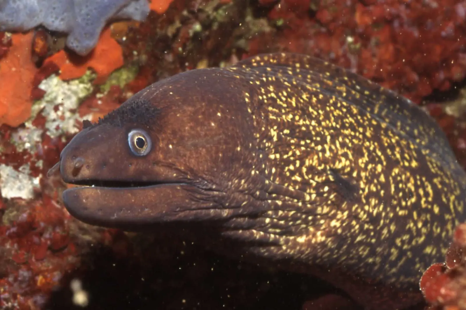 Plongée sous-marine