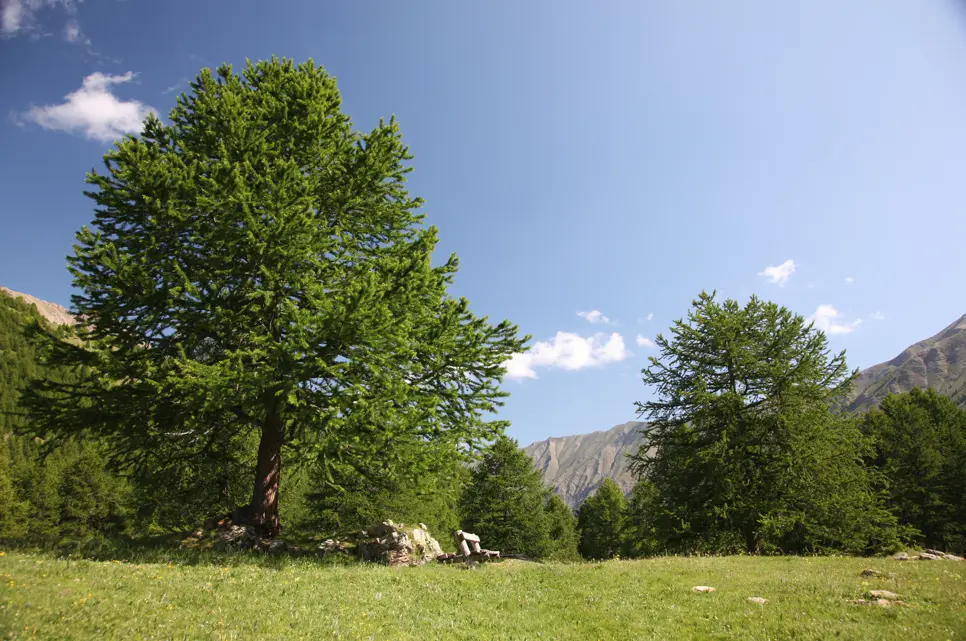 Boucle du Grand Vallon - Itinéraire VTTAE_Les Orres