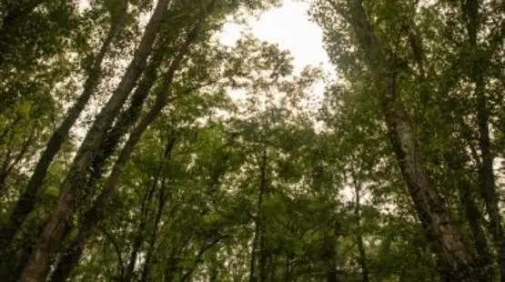 Balade naturaliste : Au fil de la rivière - La forêt du bord de rivière_Allex