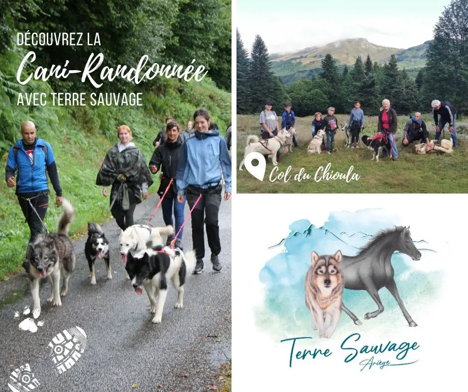 Cani-Randonnée avec Terre Sauvage