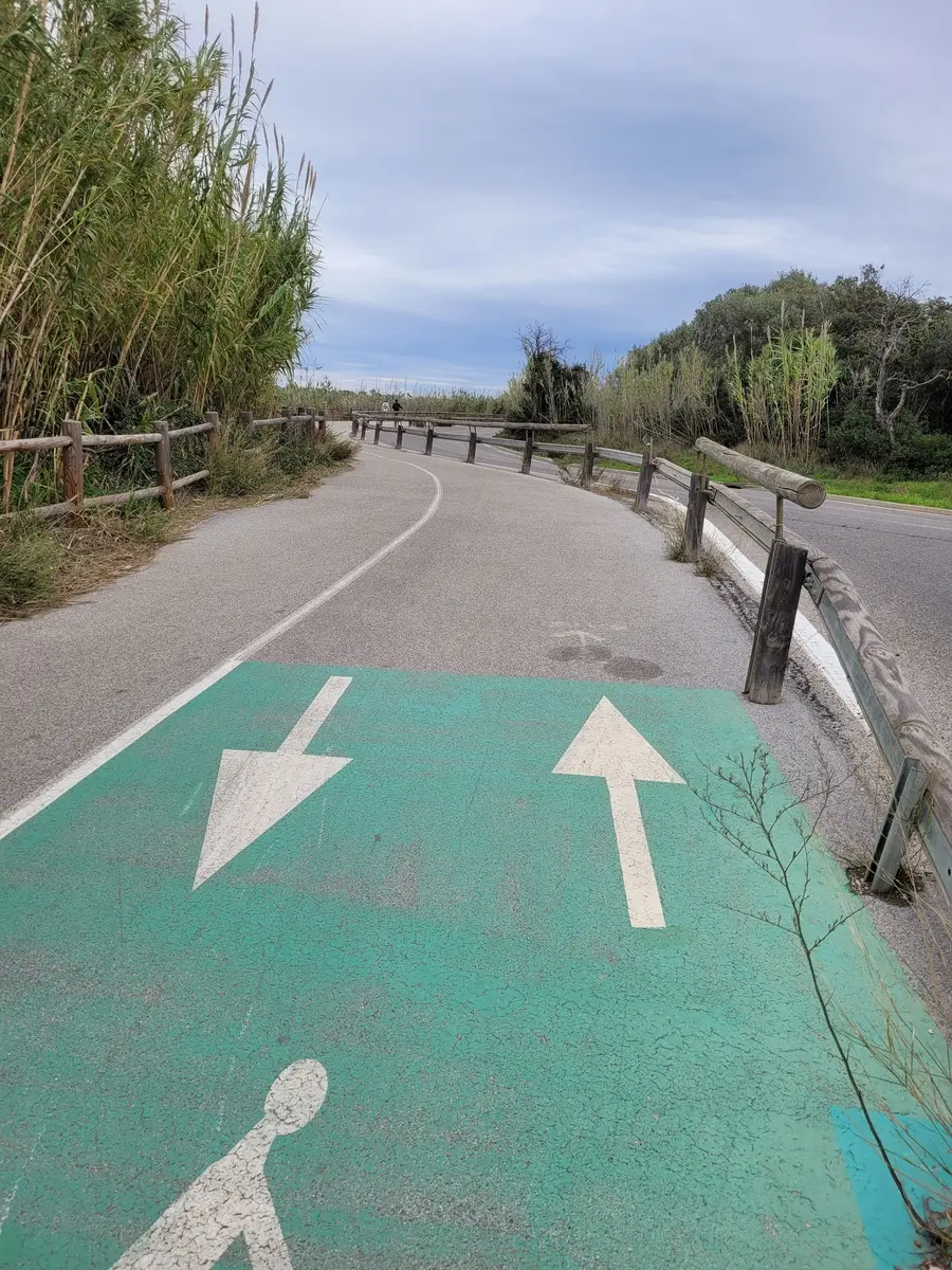 Piste cyclable avec vue sur la mer entourée de champs de bambous