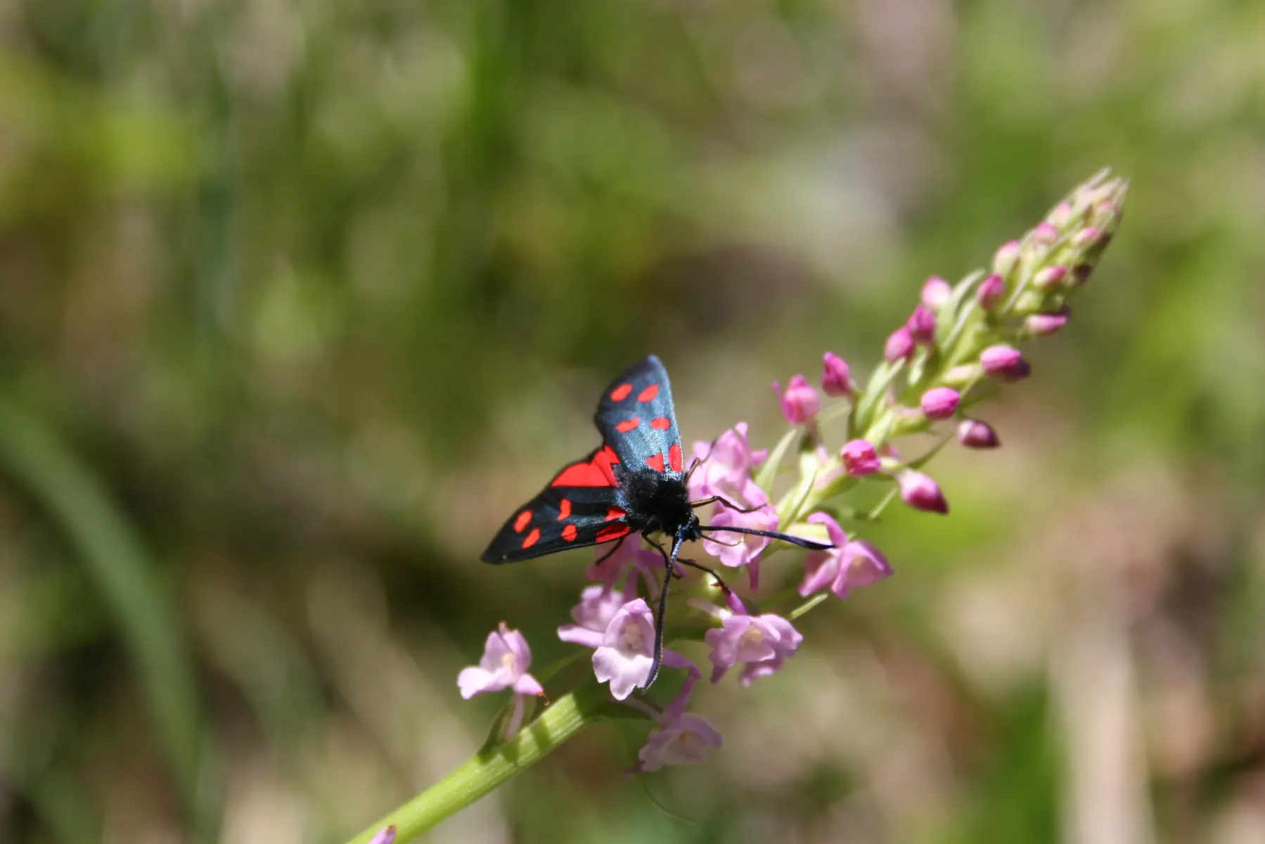 Stage Insectes