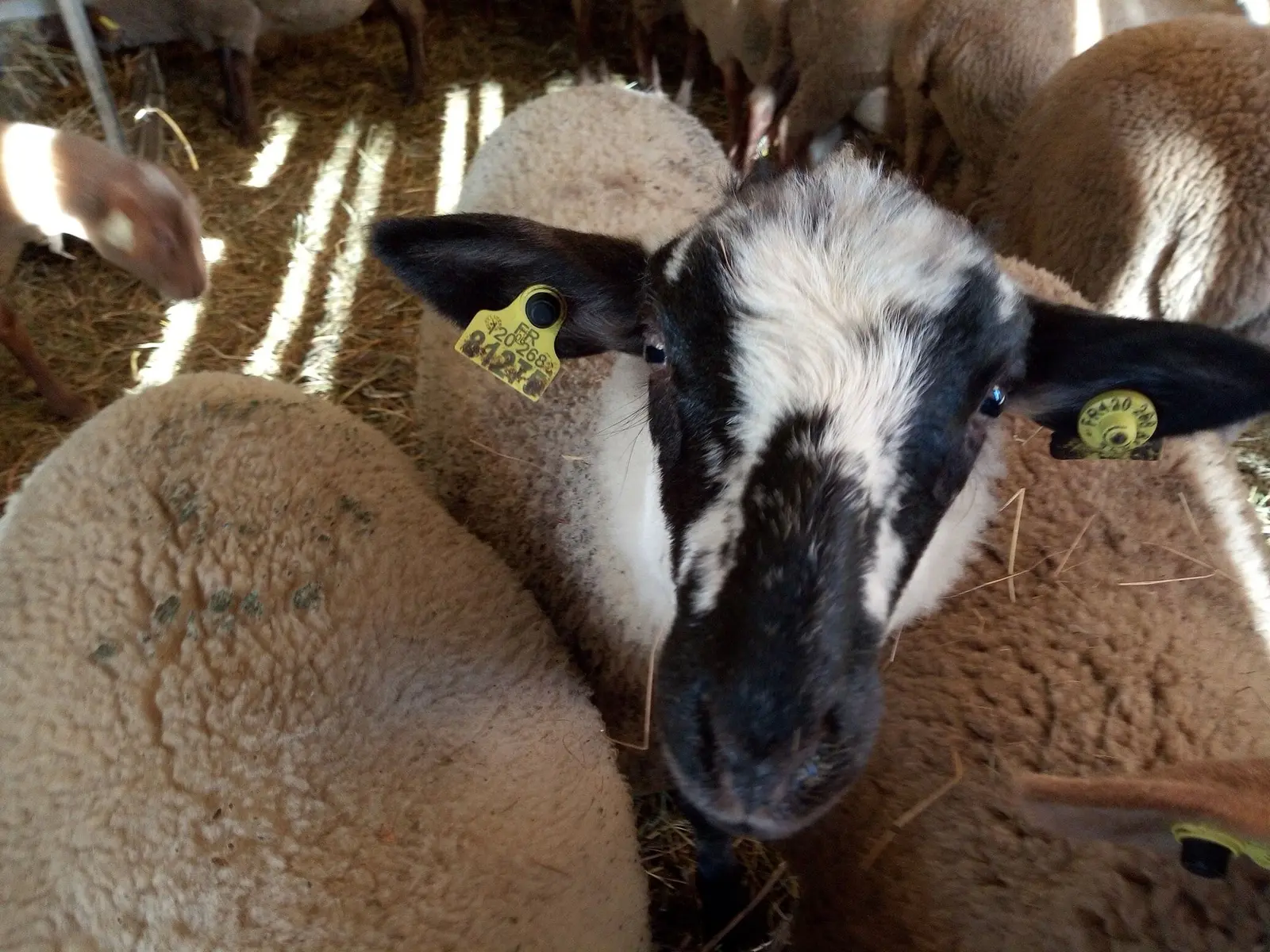 GAEC du Pic du Terroir d'Antan