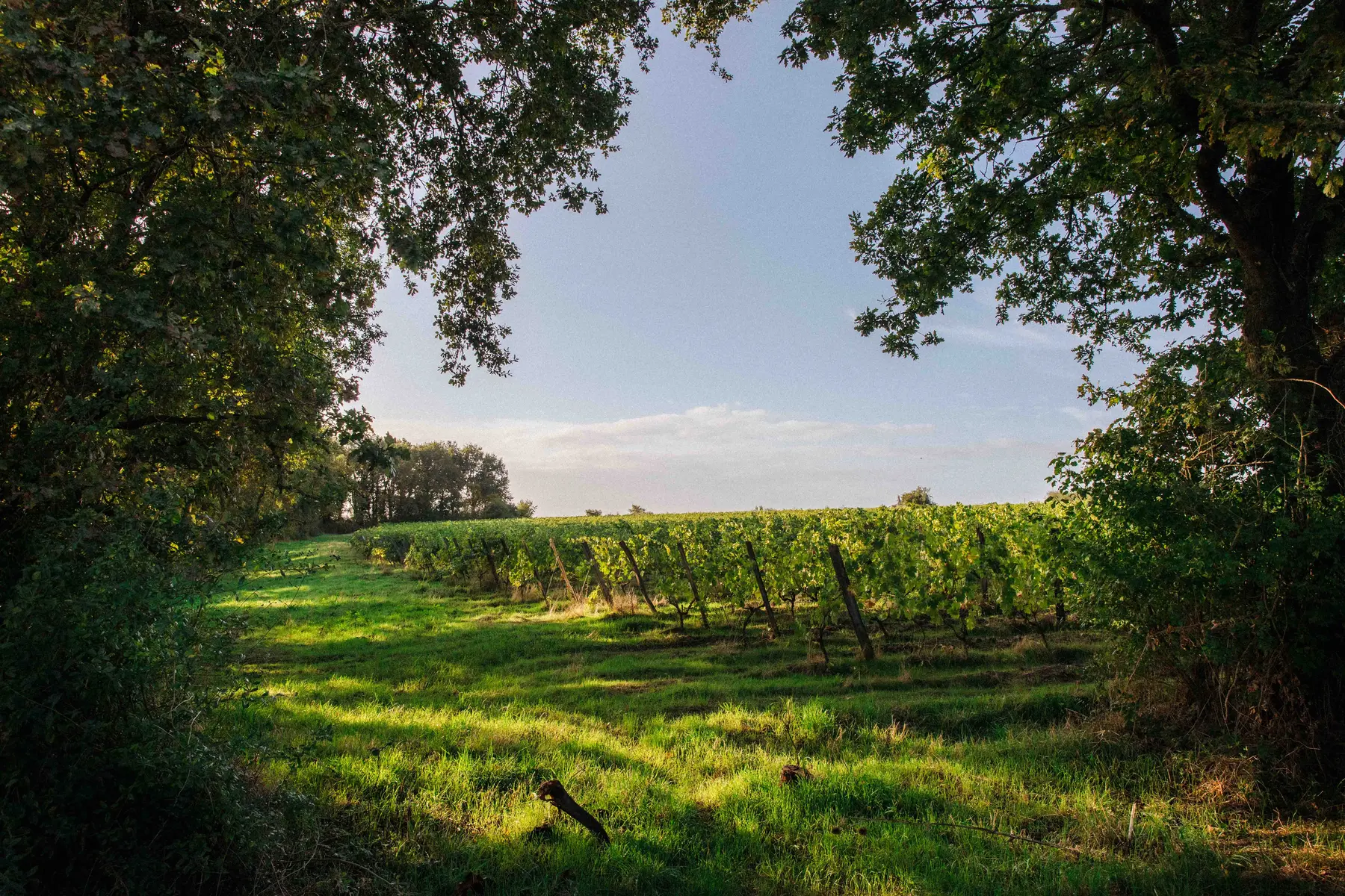 Domaine Dhommé à Chalonnes-sur-Loire