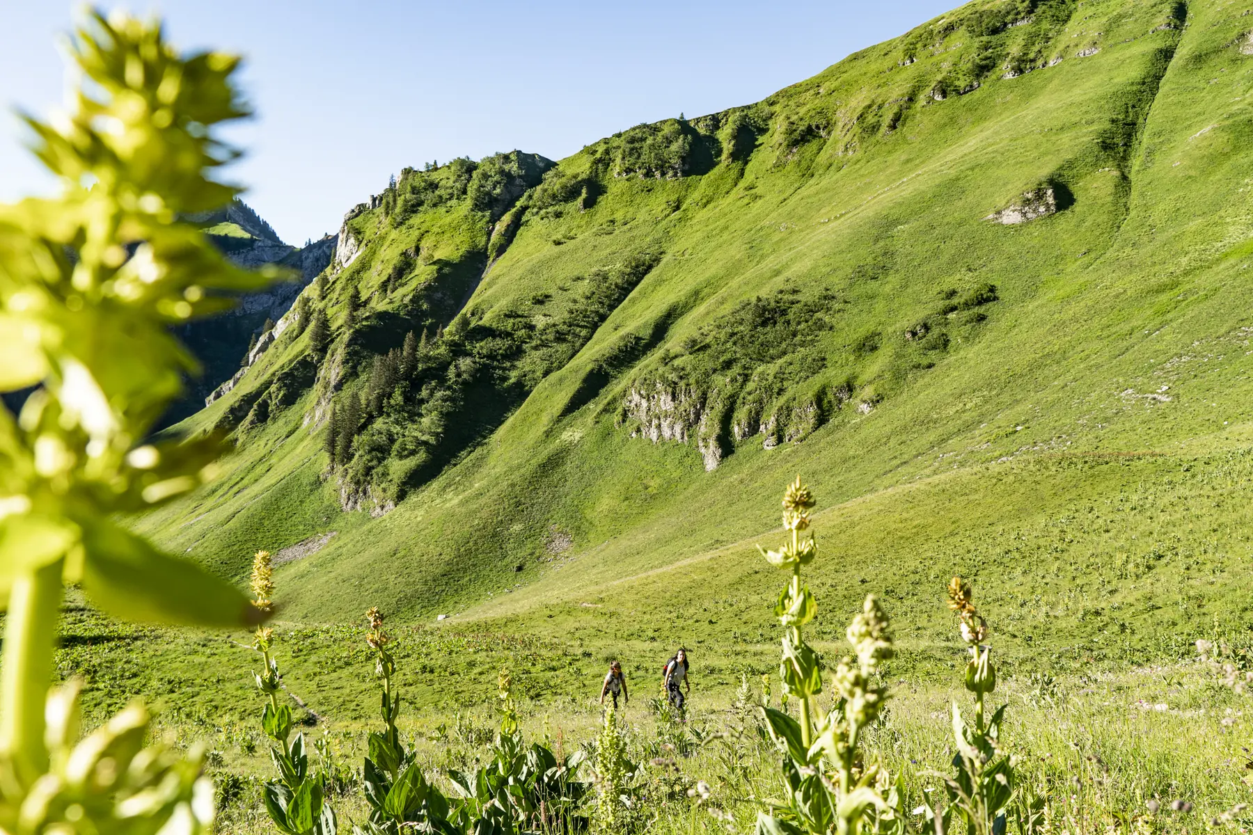 Randonnée en Montagne