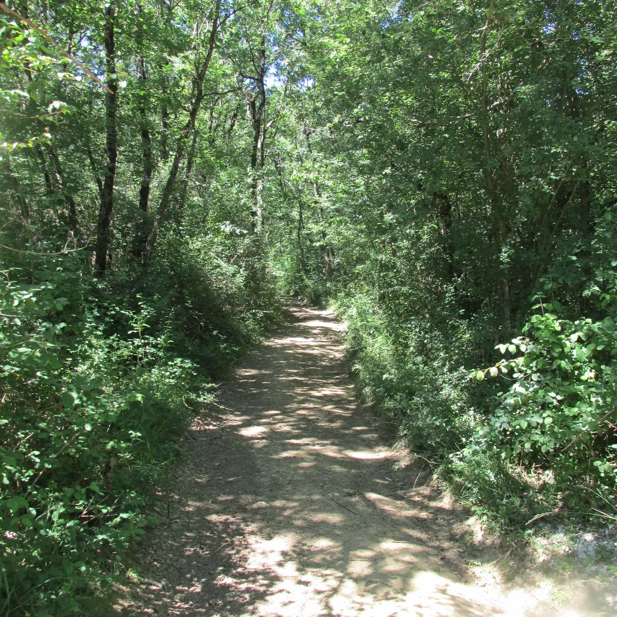 sentier dans les bois