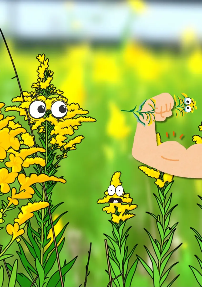 Mardi transpi : bye bye les invasives !_Doussard