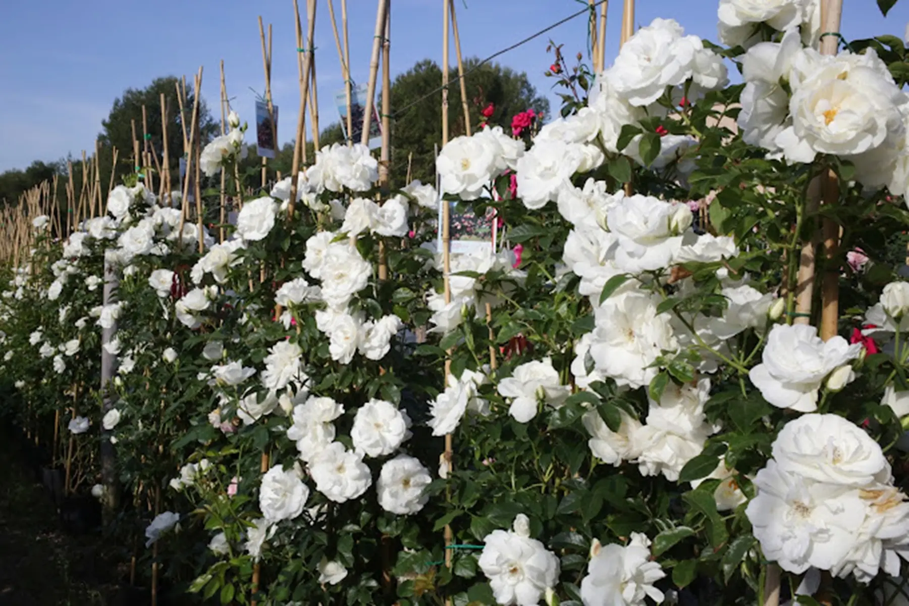 Les Rosiers de Mougins