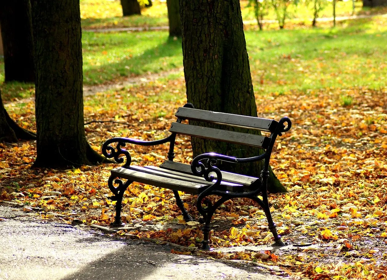 banc dans un parc boisé