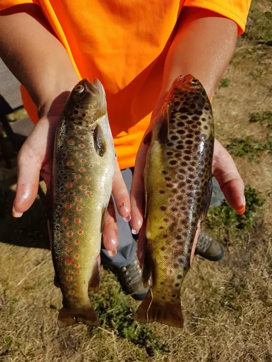 Pêche