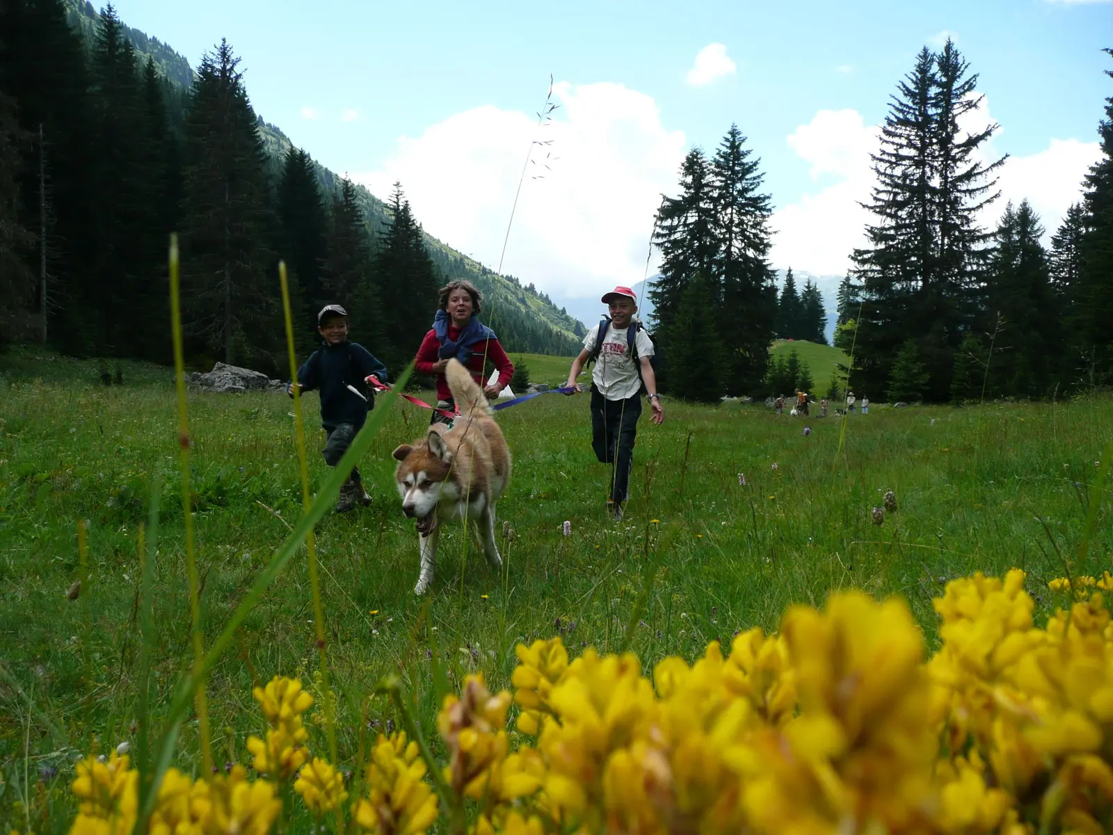 Cani-rando avec un chien et 3 enfants