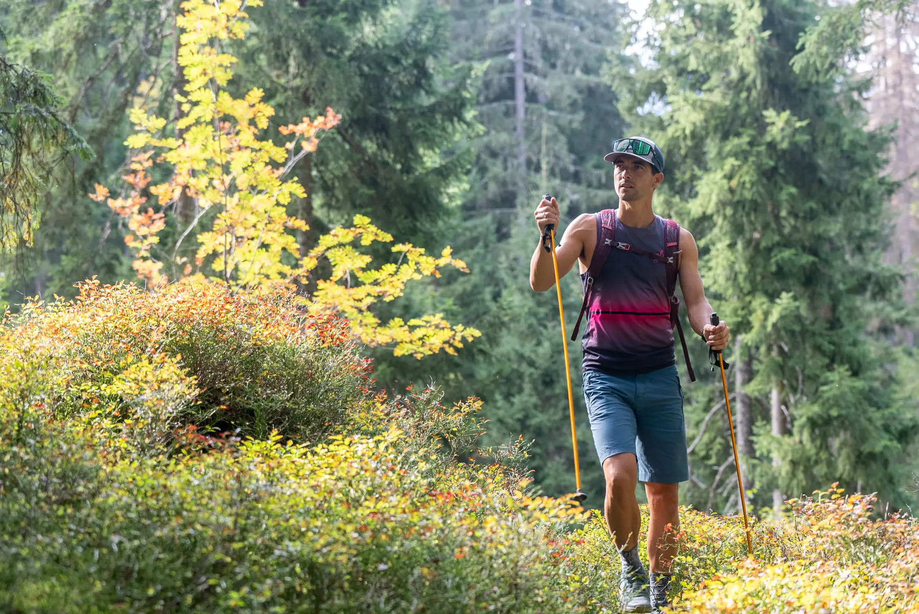 Randonneur dans la forêt