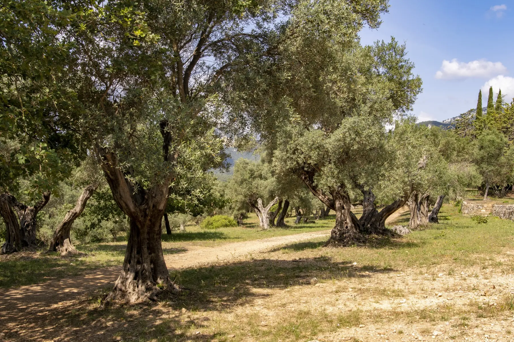 laripelle_olivier_restanques_OP_12