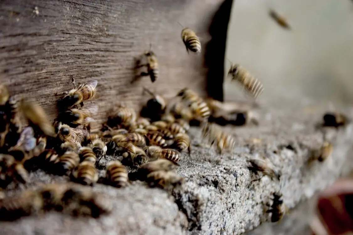 Découverte Apiculture
