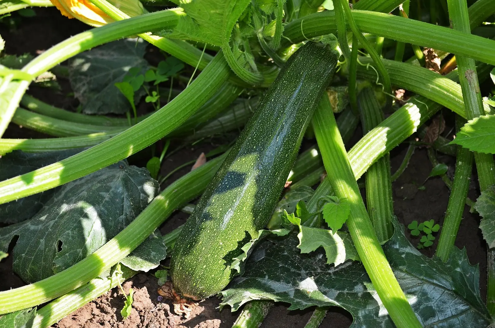 Zucchinis