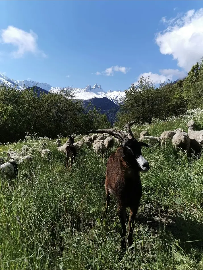 Troupeau de chèvres et moutons