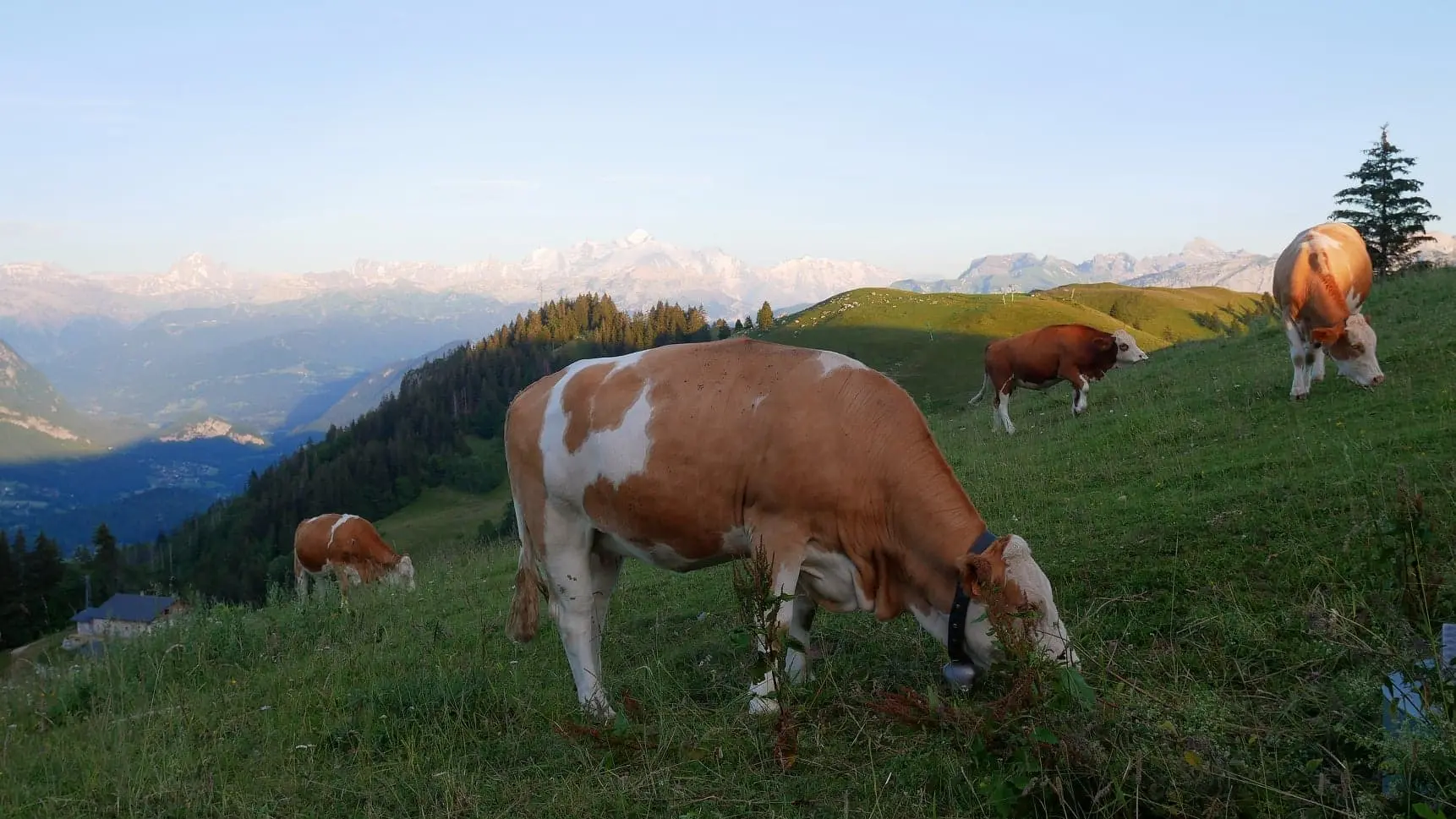 Photo d'une vache dans les Alpages des Brasses
