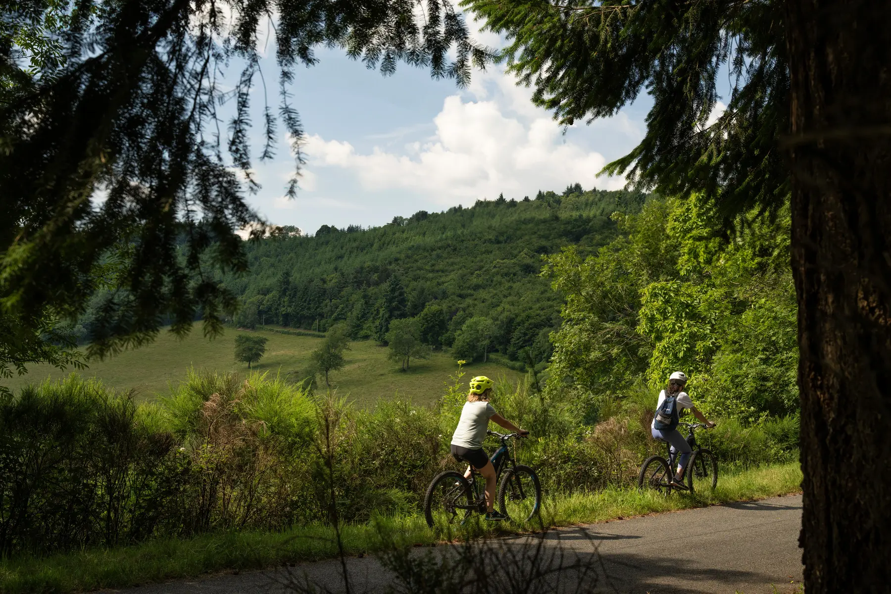 Balade au cœur d'un massif forestier roannais