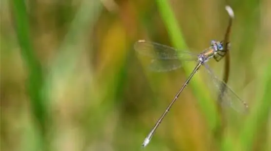 Suivi scientifique participatif - libellule