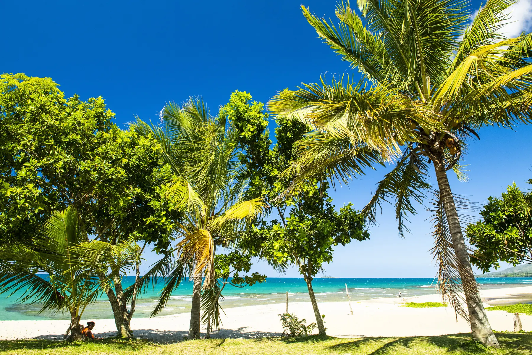 plage, cocotier, tieti, poindimié, côte océanienne