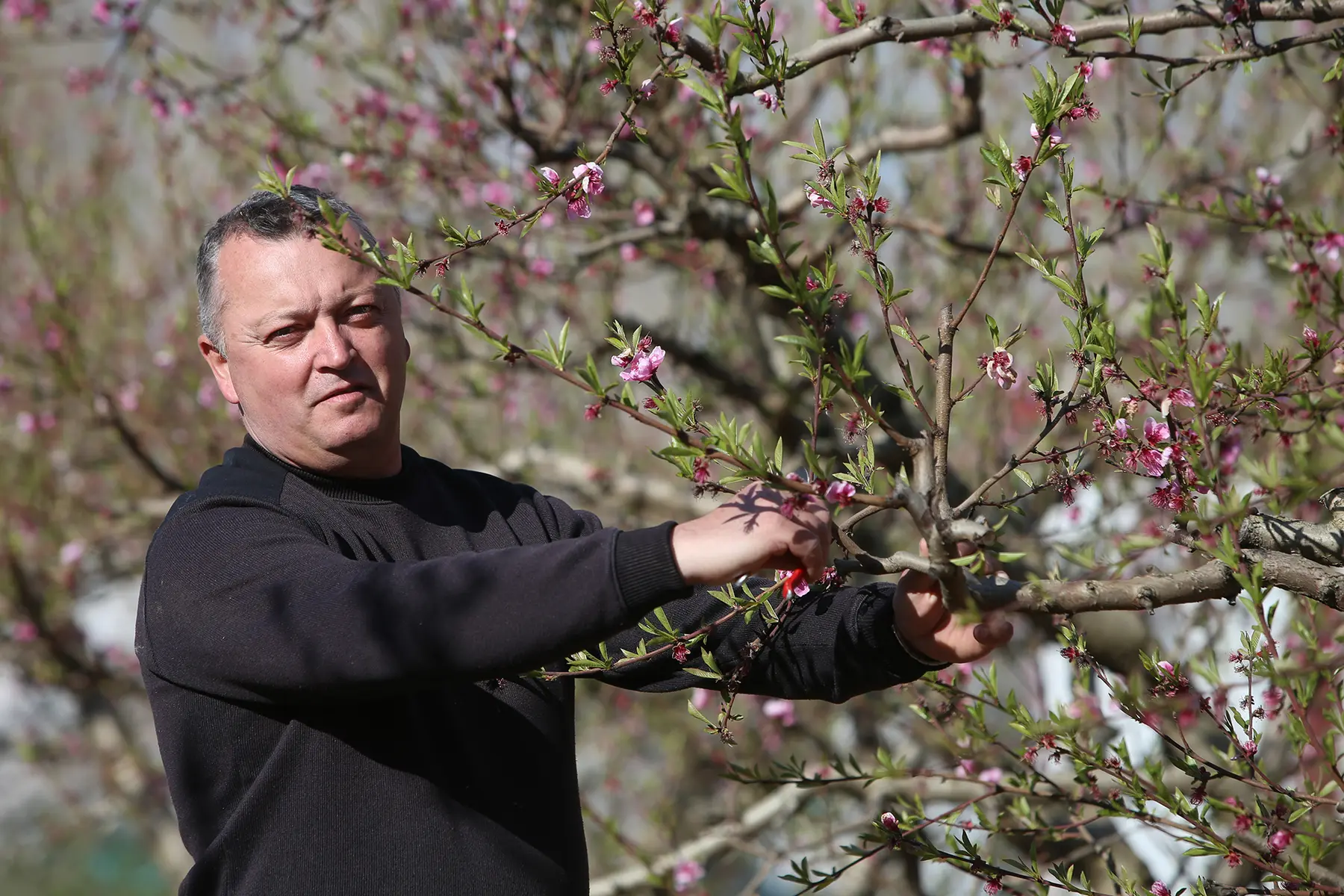 Denis Collado, EARL Coco Fruits