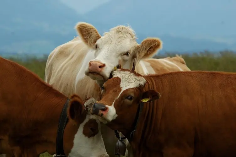 Vaches