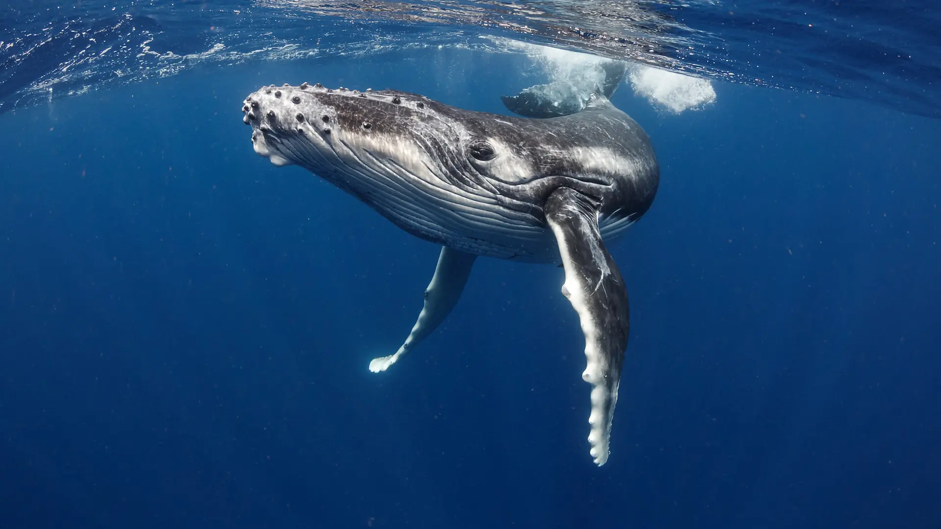 Baleine