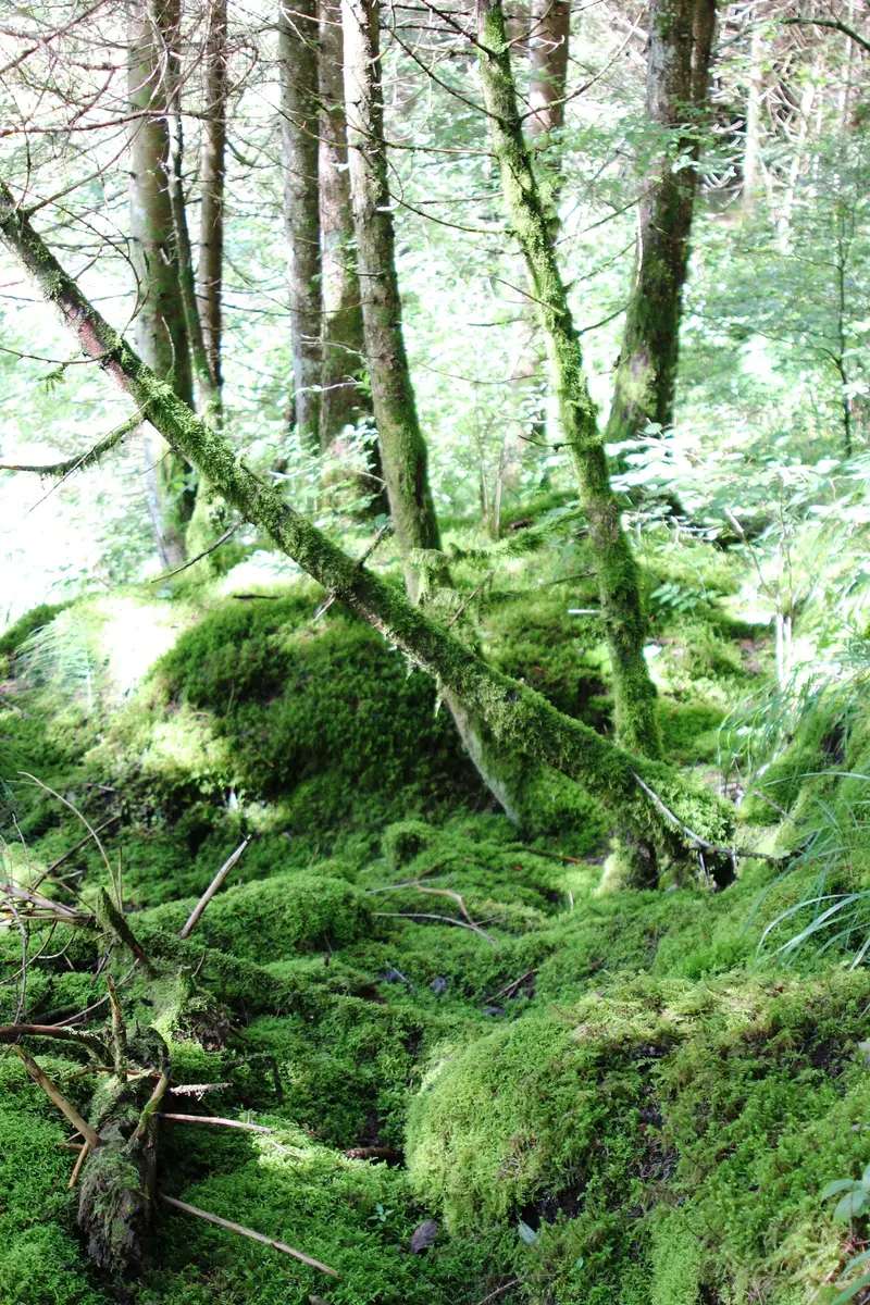 Arbres de la forêt ivre