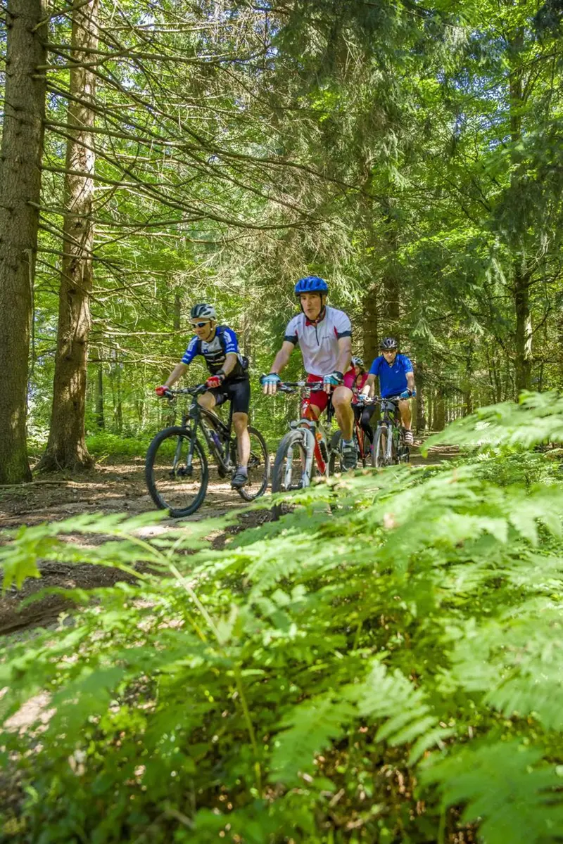 Explorer les sentiers boisés