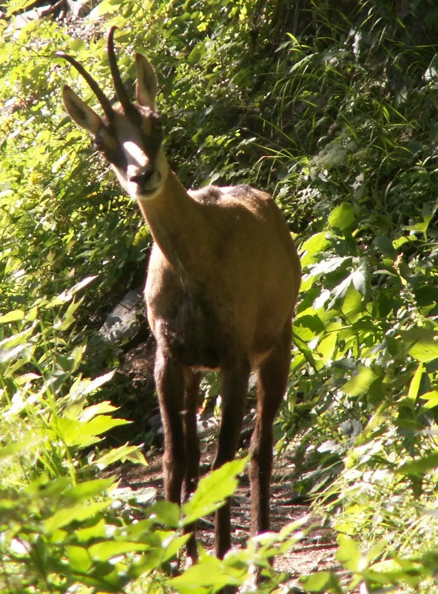 Randonnée 'Les chamois dans la longue-vue'