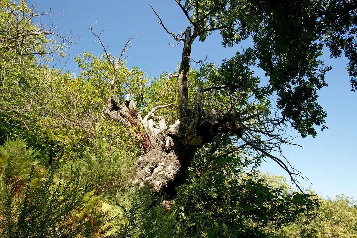 Grand-Père châtaignier - Les Mayons