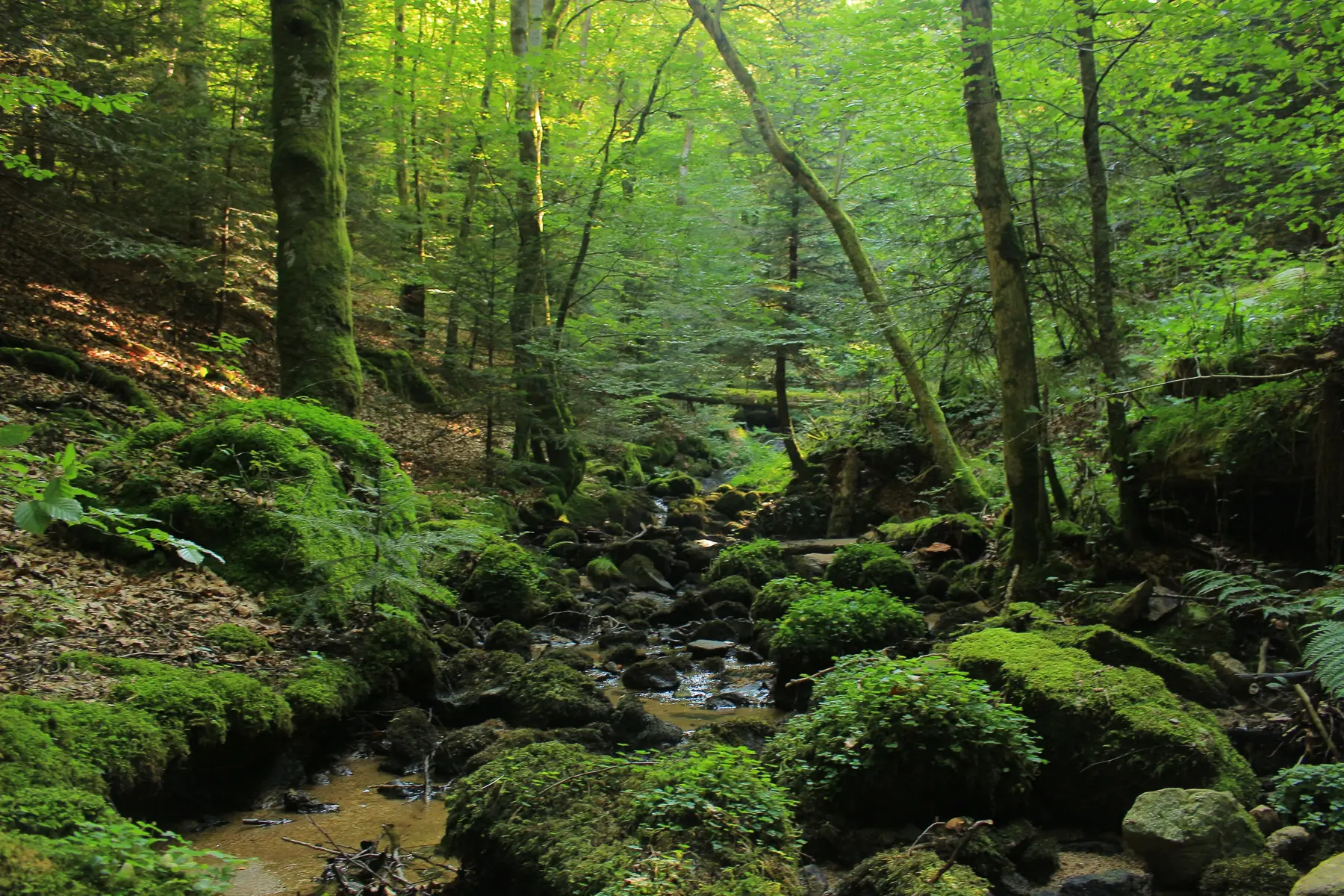 Rocher et mousses dans le ruisseau de Cusson