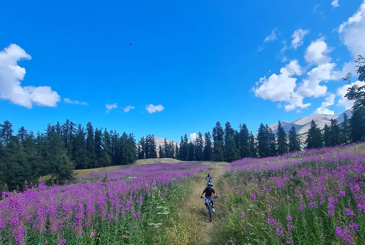 Vue de l'itinéraire de VTT AE, deux pratiquants au milieu d'un champ de fleurs violettes entouré par des conifères, montagnes et ciel bleu en arrière-plan