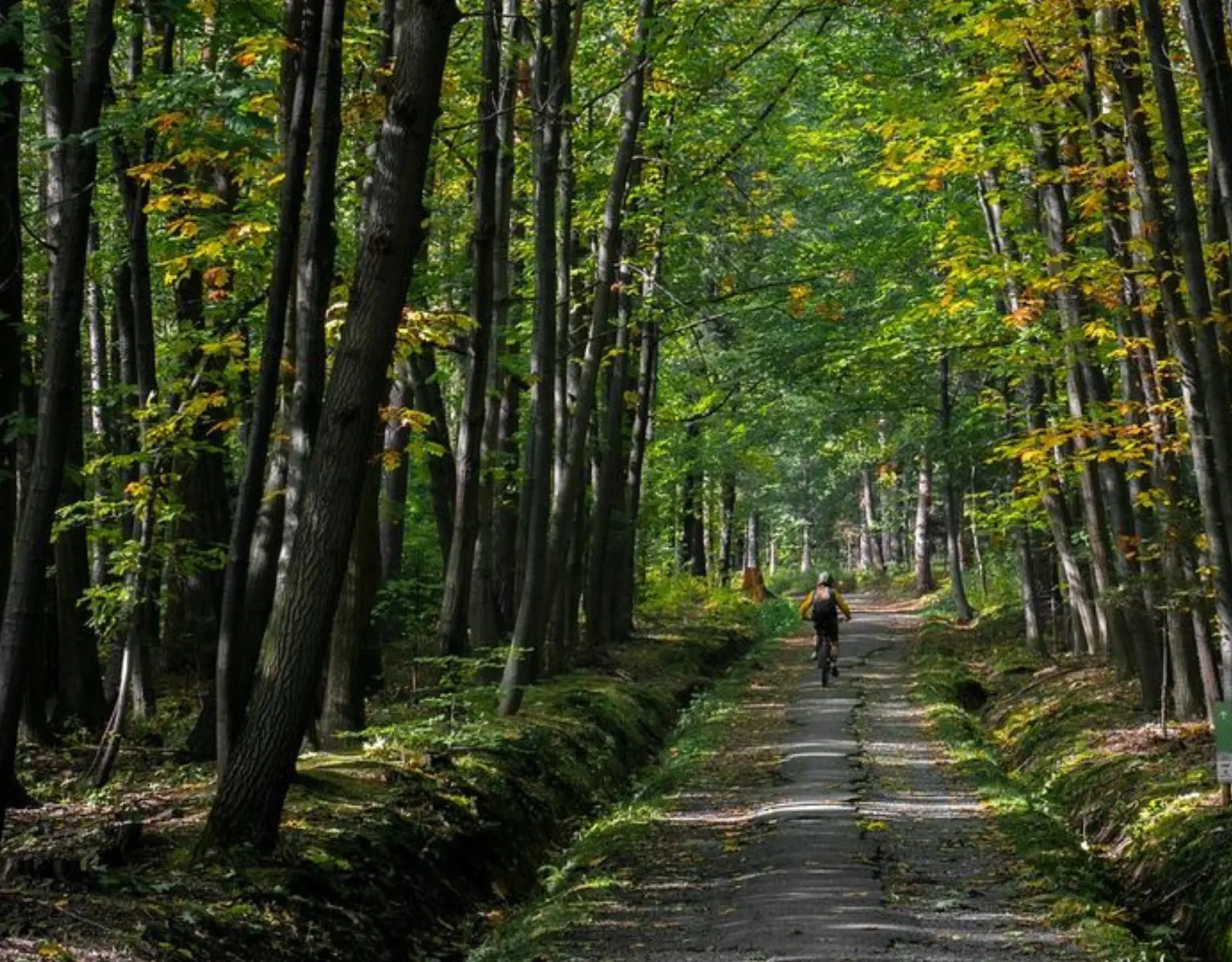 Vélo tout terrain sur un chemin dans la forêt sombre