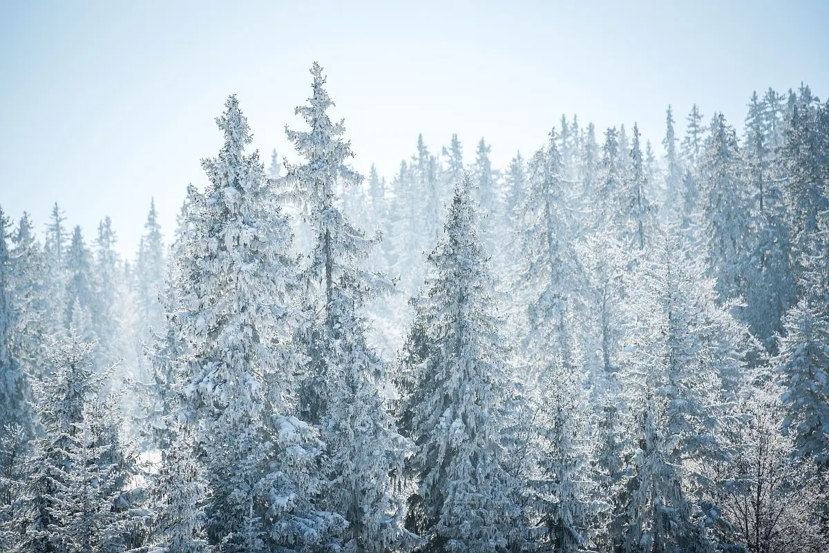 foret en hiver