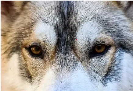 Journée Trappeur chiens de traineaux