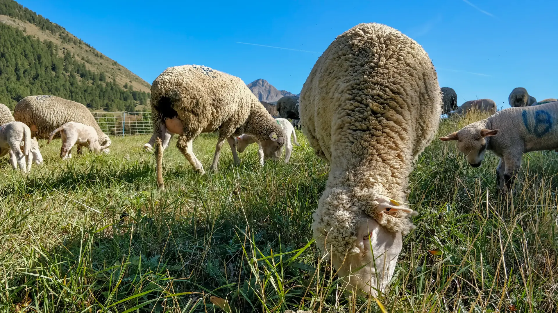 Ferme des Sonnailles_Ancelle