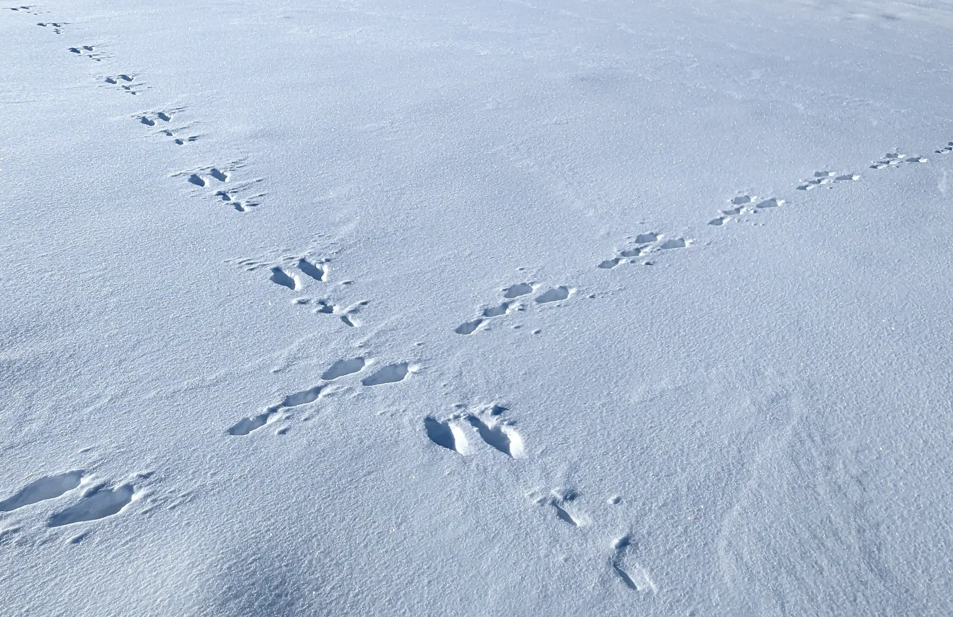 Des traces de pas formant une croix dans la neige.