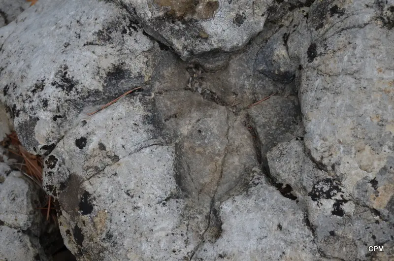 La dalle aux empreintes