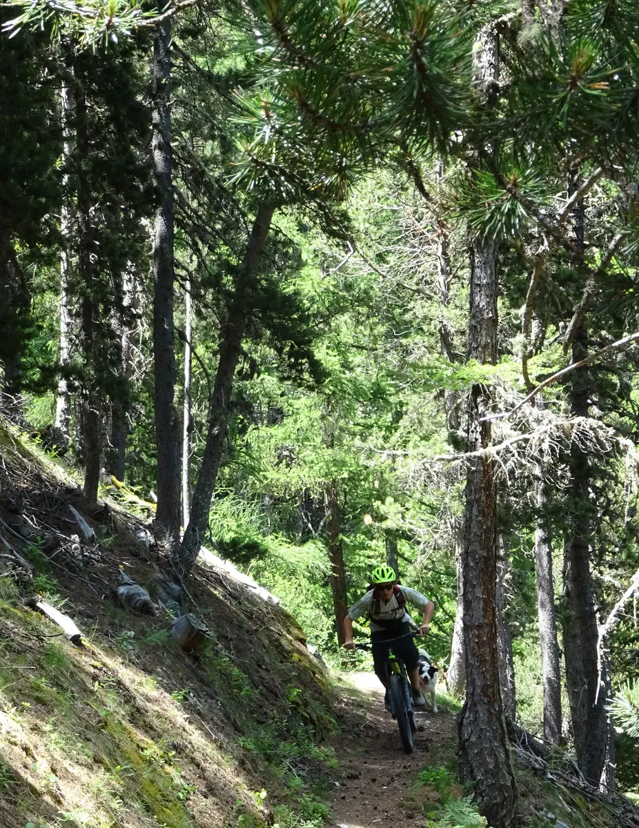 Sentier joueur sous les Pins.