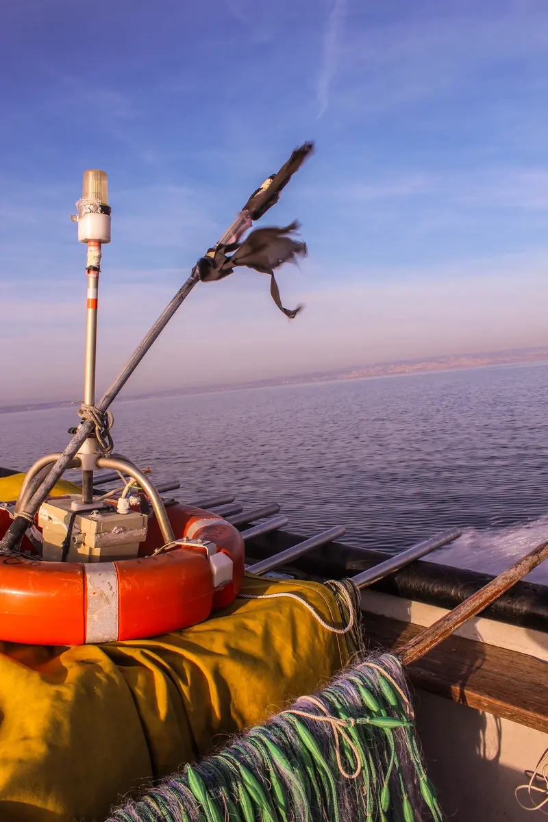 Découverte de la pêche à la traîne