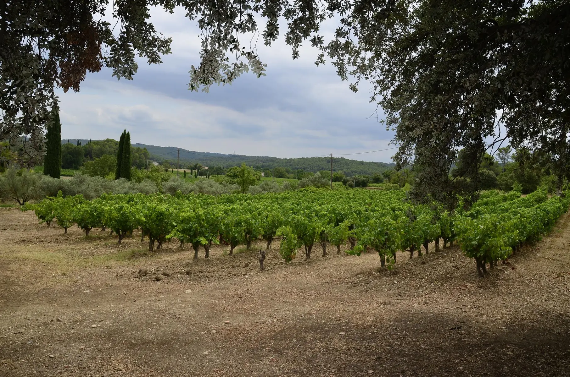 Vignoble