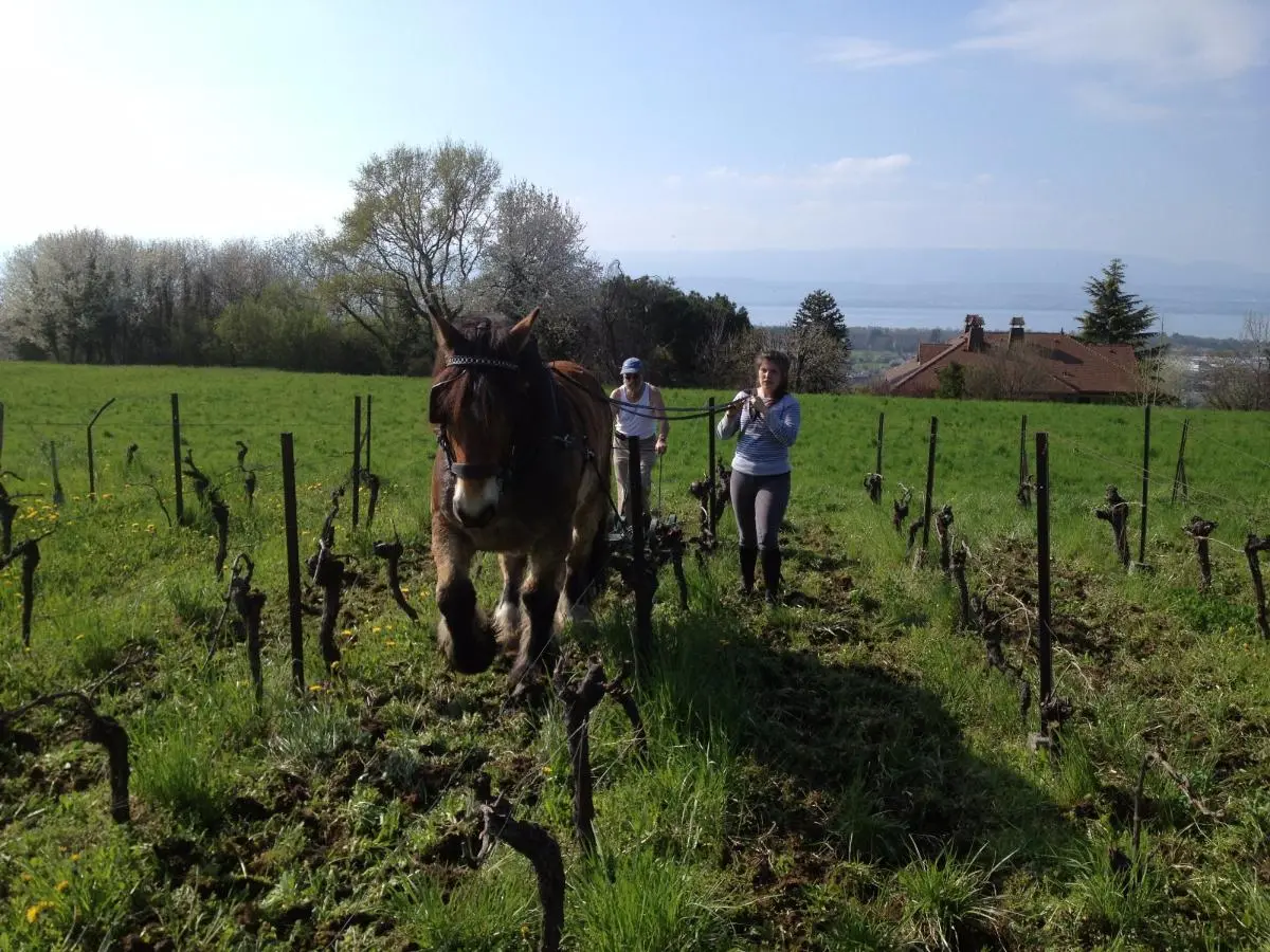 les vieilles vignes  sont labourées à cheval