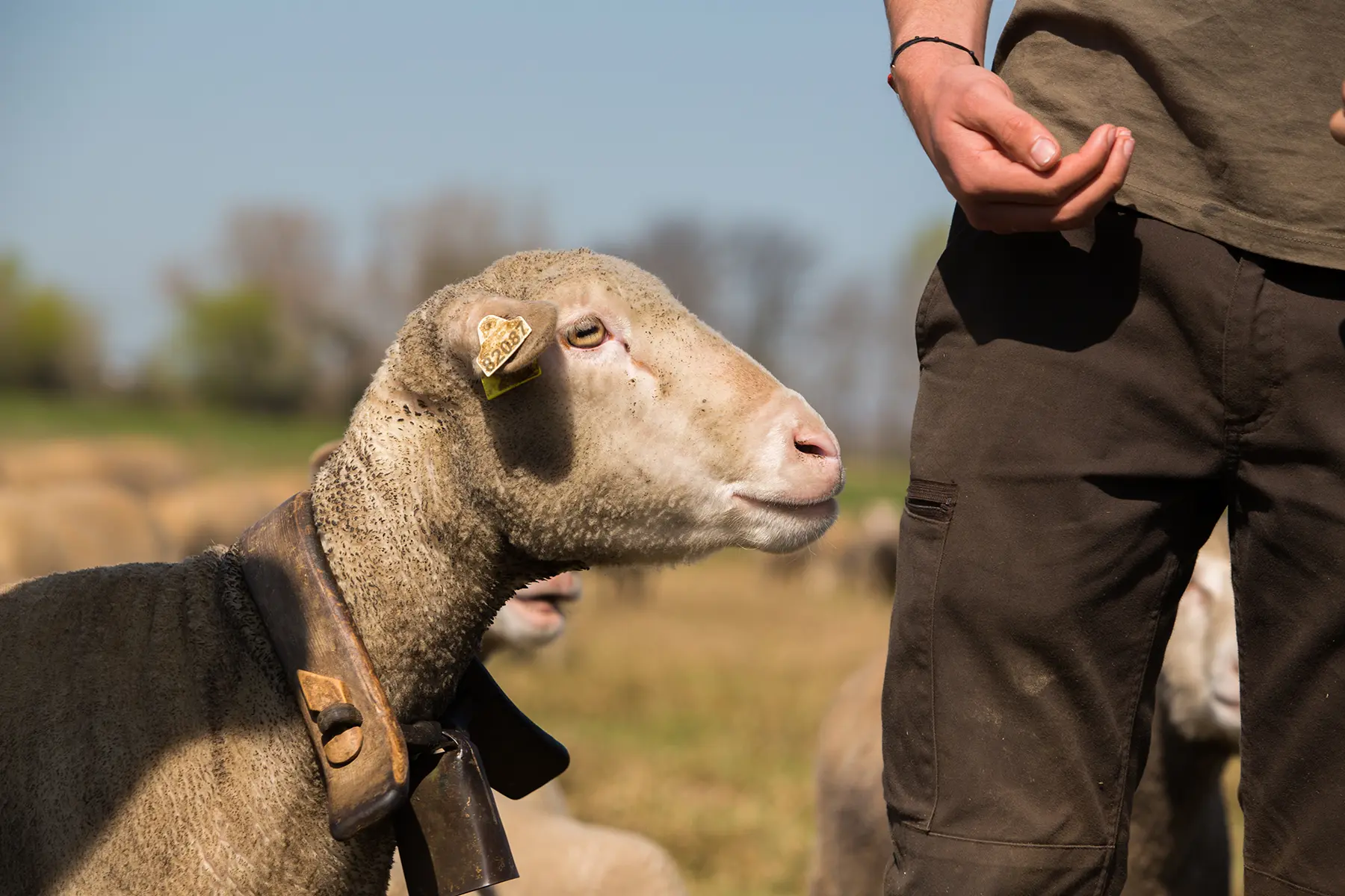 Agneaux de Crau, Cédric Deville