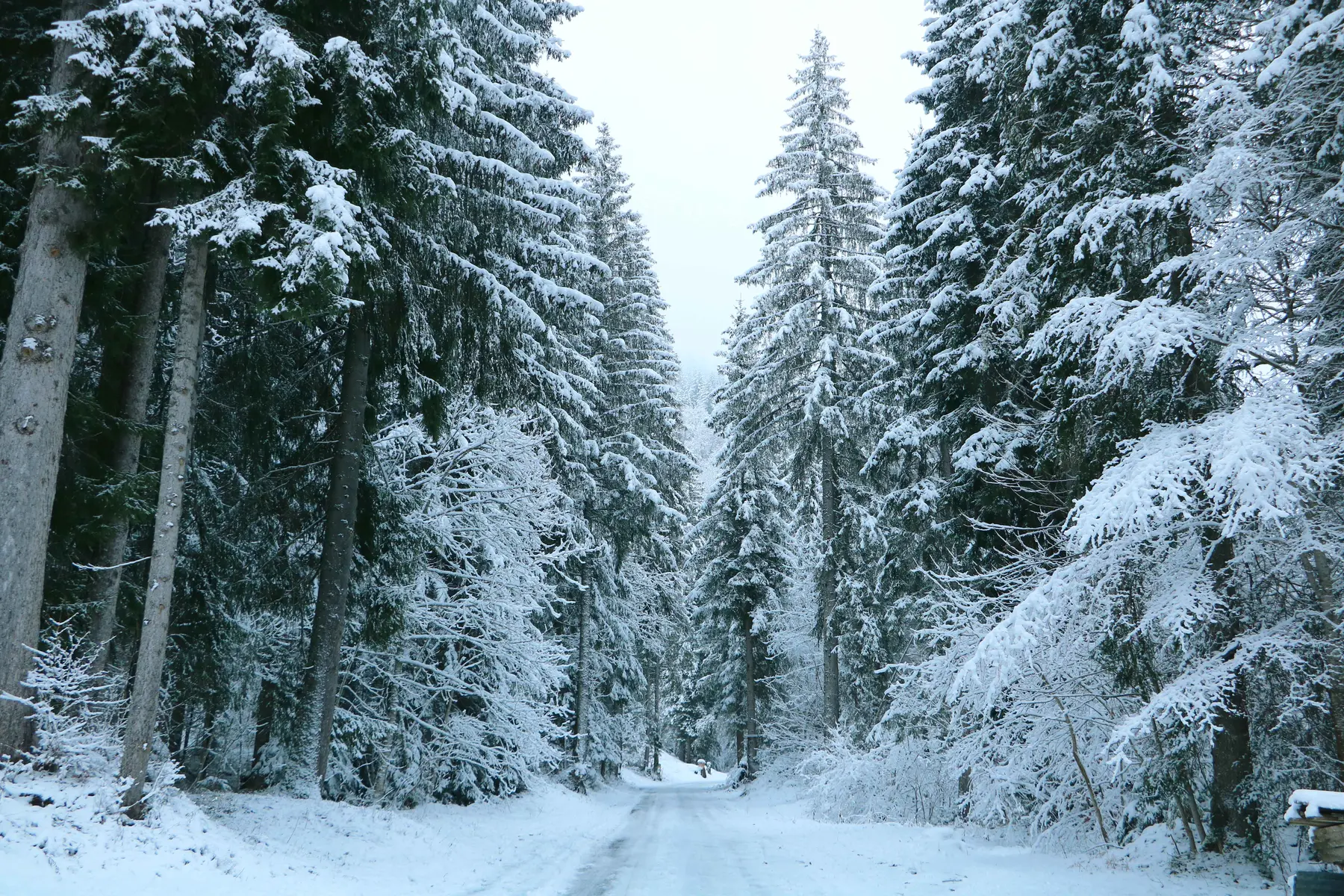Foret de sapins blancs